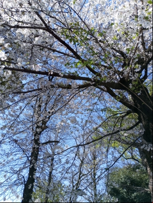 Blossoms3